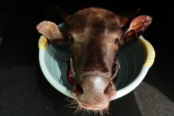Head of a slaughtered cow