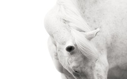 detail of the back of the head and the head of a white horse, horse detail, a black and white photo