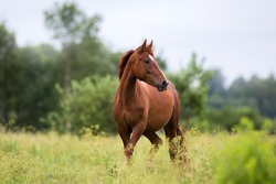 portrait of a chestnut horse in a summer field