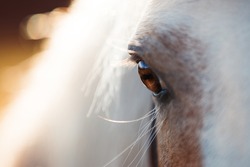 macro eye, close photo eyes brown horse, horse looks, brown eyes, look ahead, detail
