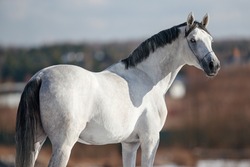 portrait of a white gray horse stallion mare standing standing in a field turned from the back