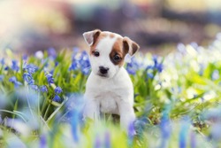 white Jack Russell Terrier puppy sitting among blue flowers in summer