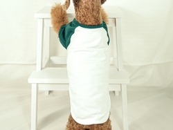 Dog Puppy Green White Raglan Shirt Mock up Standing Brown Poodle Model