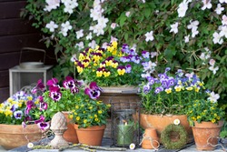 garden scene with viola flowers and sanvitalia procumbens in terracotta pots