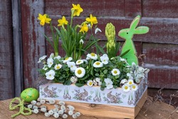 white bellis perennis and viola flower in wooden box as easter garden decoration