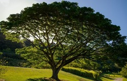 A branching tree in the rays of the sun. Beaitufil branched tree. Tree branche in green foliage. Branching tree in summer