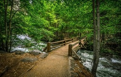 Wooden bridge across the river in the green forest. Bridge in forest. Forest bridge way. Wooden bridge in deep forest