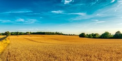 Panorama of an agricultural field. Wheat field panorama. Agricultural field panoramic landscape. Agriculture field panorama
