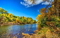 Forest river in autumn foliage. Autumn forest river landscape. Beautiful autumn forest river. River in autumn forest