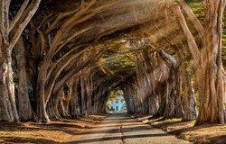 Beautiful shady alley of trees. Tree tunnel road. Sunshine in tree tunnel road. Tree tunnel road landscape