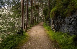 A trail in the forest. Forest trail view. Trail in mountain forest. Forest trail