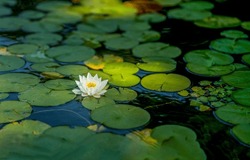 Waterlily in pond water. Water lily on water. White water lily. Waterlily in summer pond