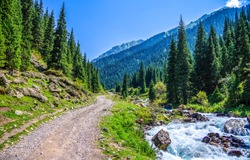 Mountain forest path landscape view