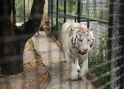 Close up of rare white fluffy Bengal tiger walking in a cage in the zoo. Happy 2022 New Year symbol. Endangered carnivore species and animal rescue. Big cat. 