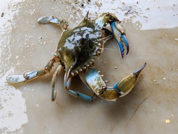 Maryland Blue Crabs - Steamed Crabs