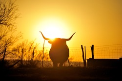 Silhouette image of Texas Longhorn in sunset