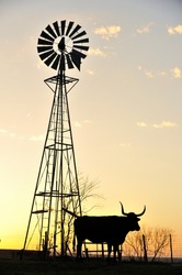 Silhouette image of Texas Longhorn and windmill in sunset