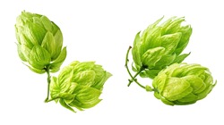 Fresh green hop cones set isolated on white background. Brewery, bakery design elements composition, focus stacking, full depth of field. Ripe hops for beer production, bread making, brewing concept