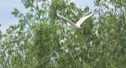 The great egret, also known as the common egret, large egret, or great white egret or great white heron. A large wild bird in flight between green trees. Location: Danube Delta, Ukraine.