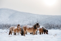 Yakutia. Oymyakon district. Yakutian horses graze near Oymyakon village. Pole of Cold