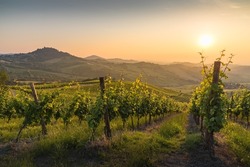 Hills in Oltrepo' Pavese covered in vineyards and fields at sunset, Lombardy, Italy