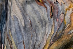 Background Eucalyptus
