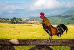 Rooster crowing on the wooden pole