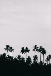 coconut silhouette