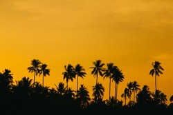 coconut silhouette