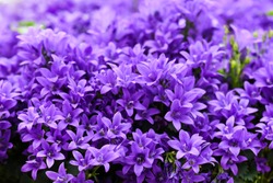 Blue or violet flowers bells in stone pot. Campanula blossom close up.