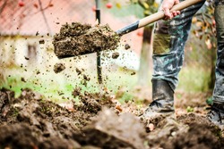 Worker digs soil with shovel in colorfull garden, workers loosen black dirt at farm, agriculture concept autumn detail. Man boot or shoe on spade prepare for digging.