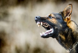 Aggressive dog shows dangerous teeth. German sheperd attack. Head detail Little blur panning move.