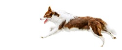 Dog run side view isolated. Brown white border collie jump. Panorama dogs concept or white background.