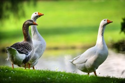 White domestic geese and one wild in green park. Goose with an orange beaks on beautiful meadow.