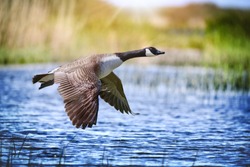 Canada goose big bird in flight close beautiful water lake.