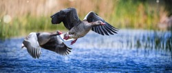 Wild graylag goose fly over blue water river (Anser anser).