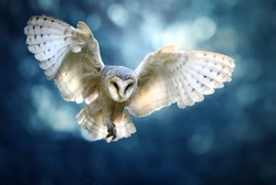 Hunting Barn Owl in flight.  Wildlife scene from wild forest. Flying bird tyto alba.