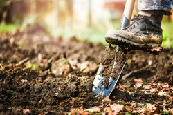 Man boot or shoe on spade prepare for digging. Farmer digs soil with shovel in garden, Agriculture concept autumn detail.