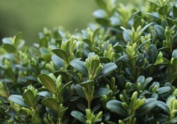 Boxwood. Buxus sempervirens with green background. 