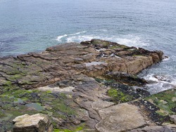 The wave cut platform of Sletts Pier in Lerwick, Shetland, UK - part of the sedimentary bedrock of the  Lerwick Sandstone Formation formed in the Devonian Period.