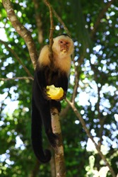 Majestic common squirrel monkey (Saimiri sciureus) perched on a branch, feeding on a yellow mango in a jungle in Costa Rica