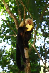 Majestic common squirrel monkey (Saimiri sciureus) perched on a branch, feeding on a yellow mango in a jungle in Costa Rica