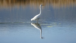 Majestic great egret hunting fish with a view of its reflection in pristine waters of a pond of Lake Neuchatel in La Grande Cariçaie Nature Reserve in Autumn in Switzerland
