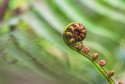 Free koru Stock Photos 