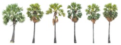 Collection of Asian Palmyra palm trees isolated on white with clipping path. Large Coconut or Cocos Nucifera an unbranched evergreen tree with fan-shaped leaves and trunk big. Toddy palm, Sugar palm