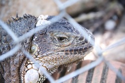 Close up Iguana head  in steel cage, reptile pet background