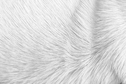 Fur white grey dog texture with short smooth patterns , animal hair background