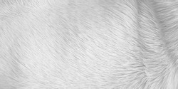 White grey fur texture with short smooth patterns , animal hair background	