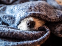 Dog nose wrapped in a blue blanket, sleeping dog, hygge, close-up