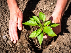 Men's hands press soil around a young pepper plant, gardening and sowing, spring